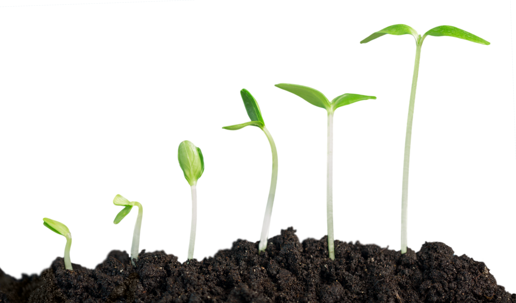 Growing Beans